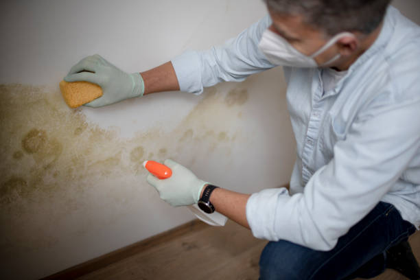 Best White Mold Remediation in Alanuk, AK